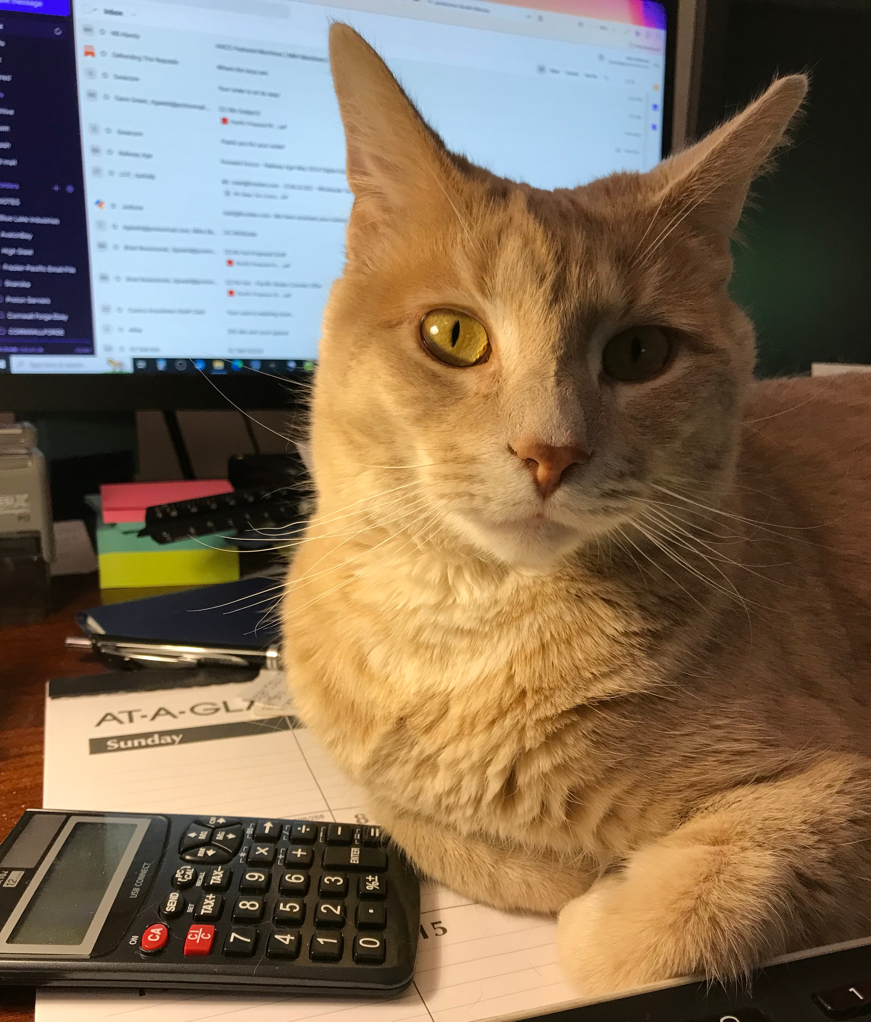 Oberon Cat